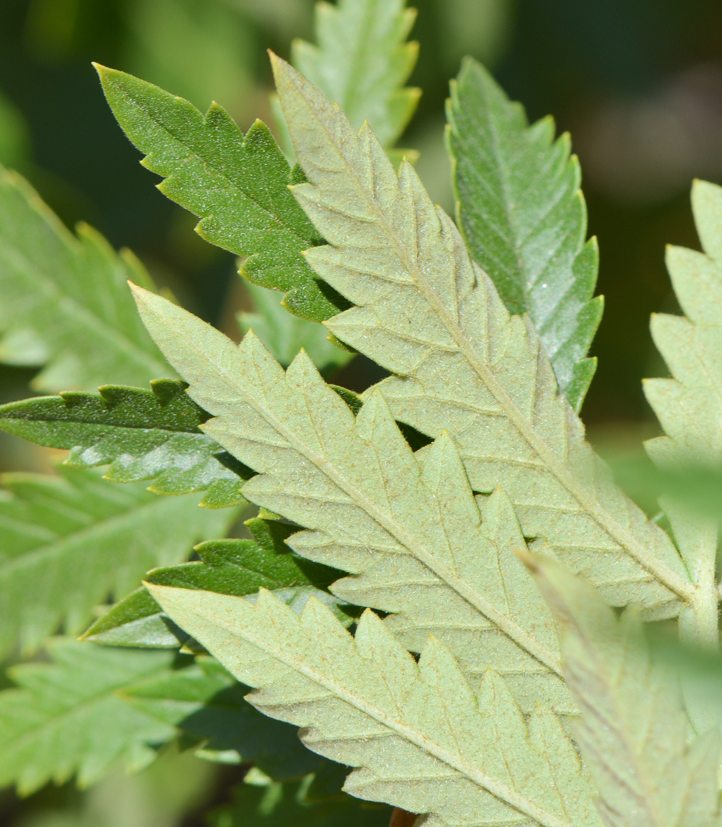 Image of Melianthus comosus specimen.