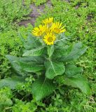 Senecio pseudoarnica