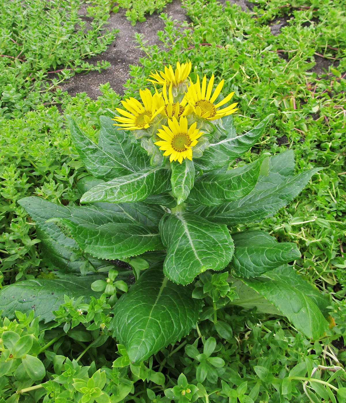 Image of Senecio pseudoarnica specimen.