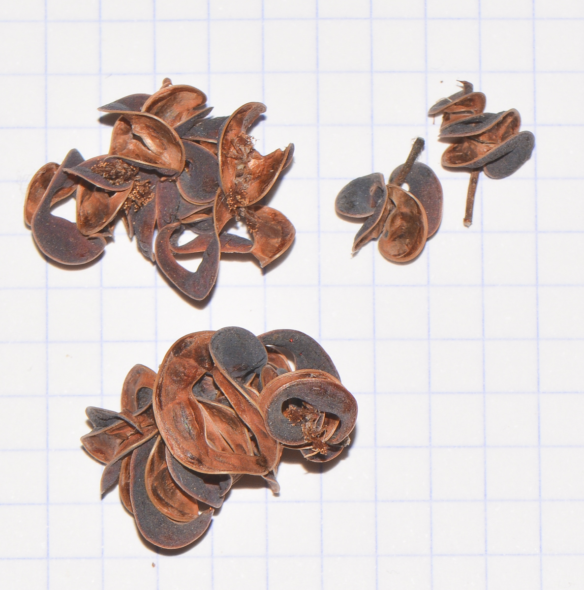 Image of Acacia glaucoptera specimen.