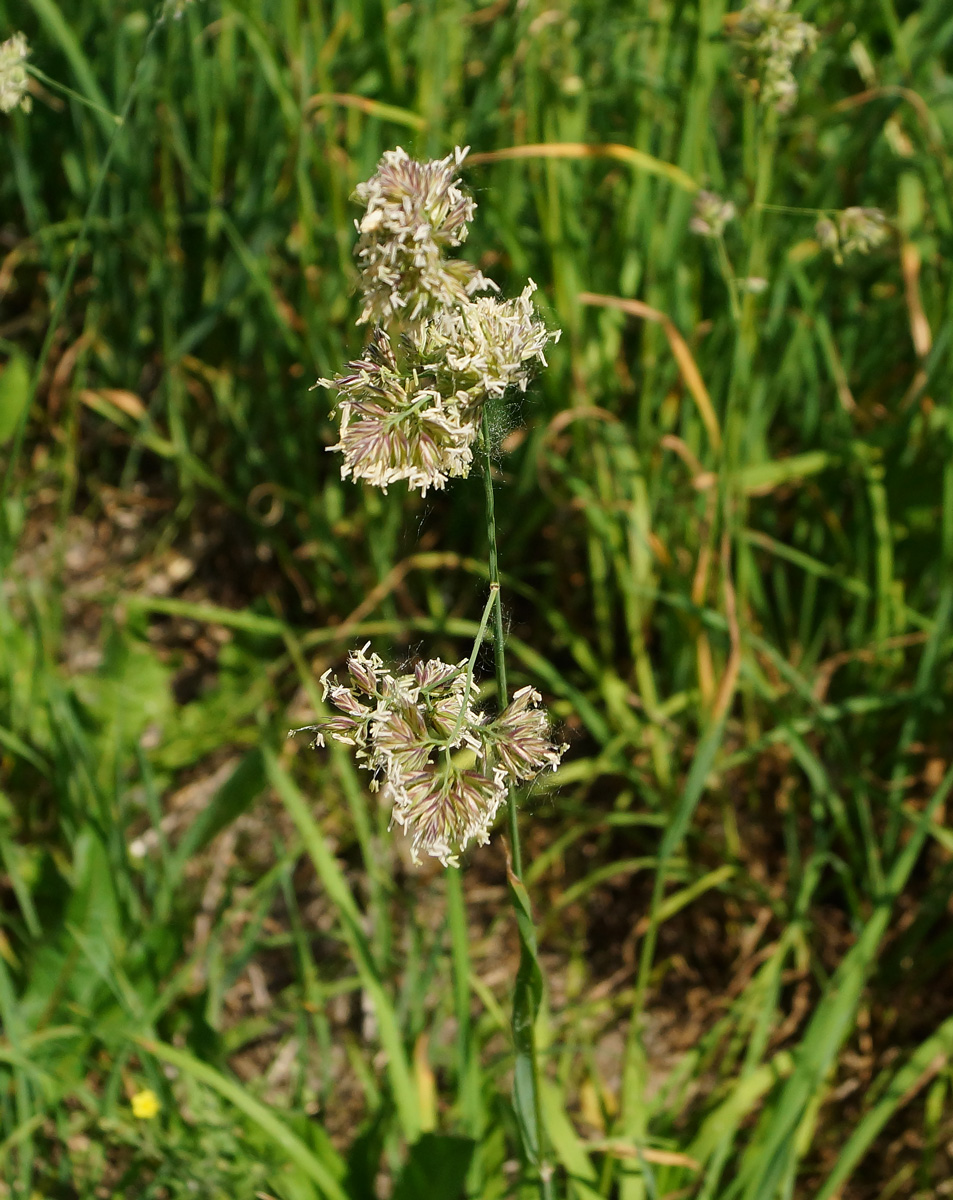 Изображение особи Dactylis glomerata.