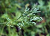 Artemisia arctica. Лист. Камчатский край, Елизовский р-н, горный массив Вачкажец, горная тундра. 18.08.2016.