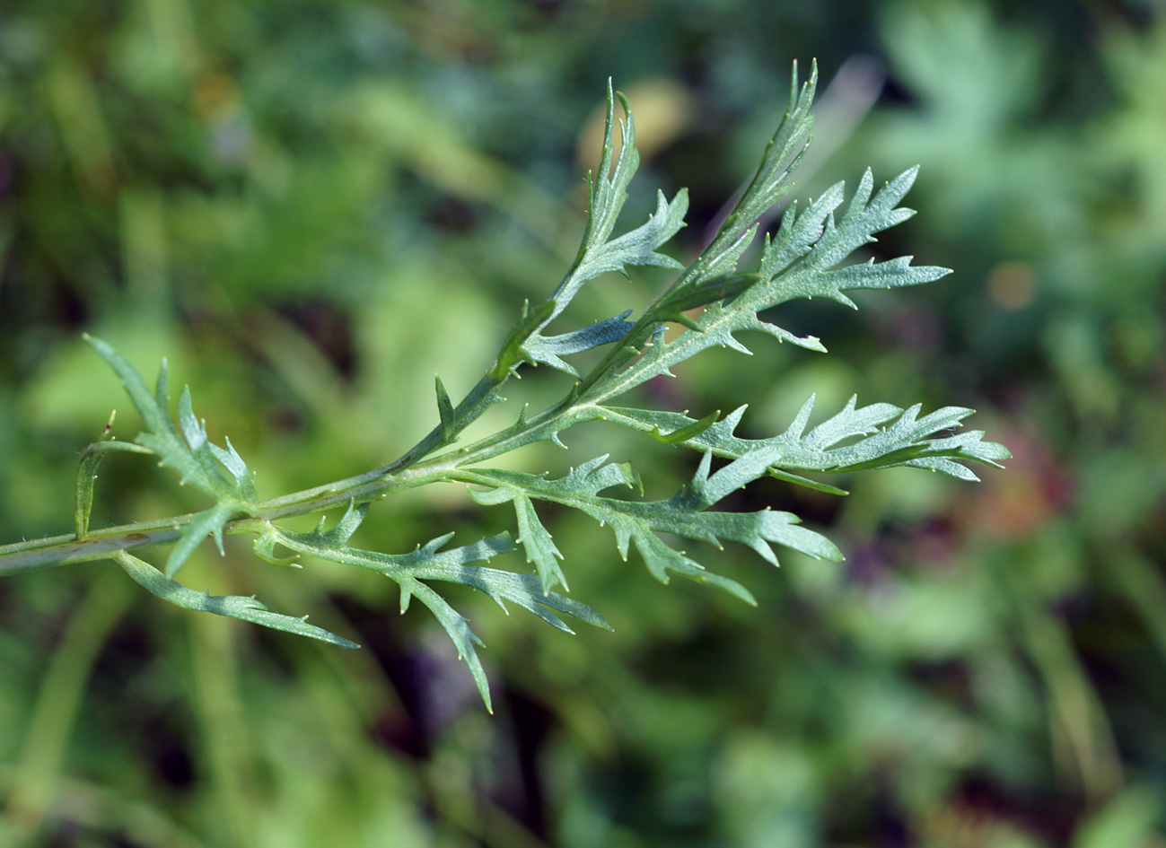 Изображение особи Artemisia arctica.