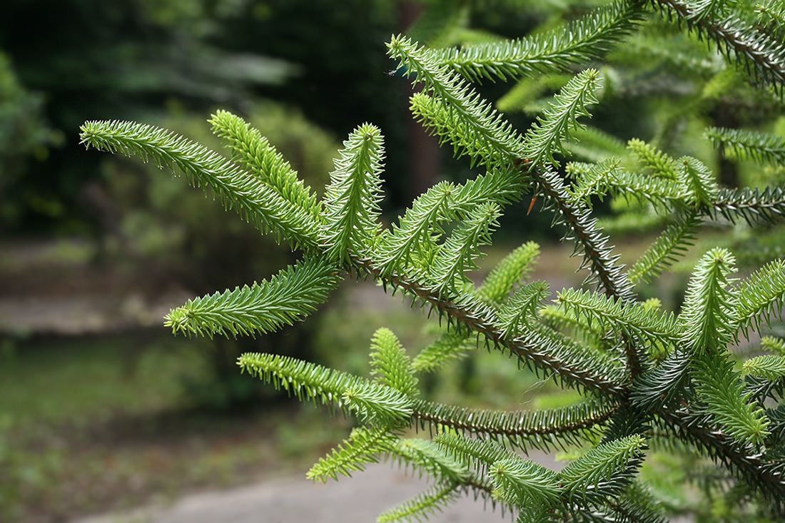 Изображение особи Abies pinsapo.