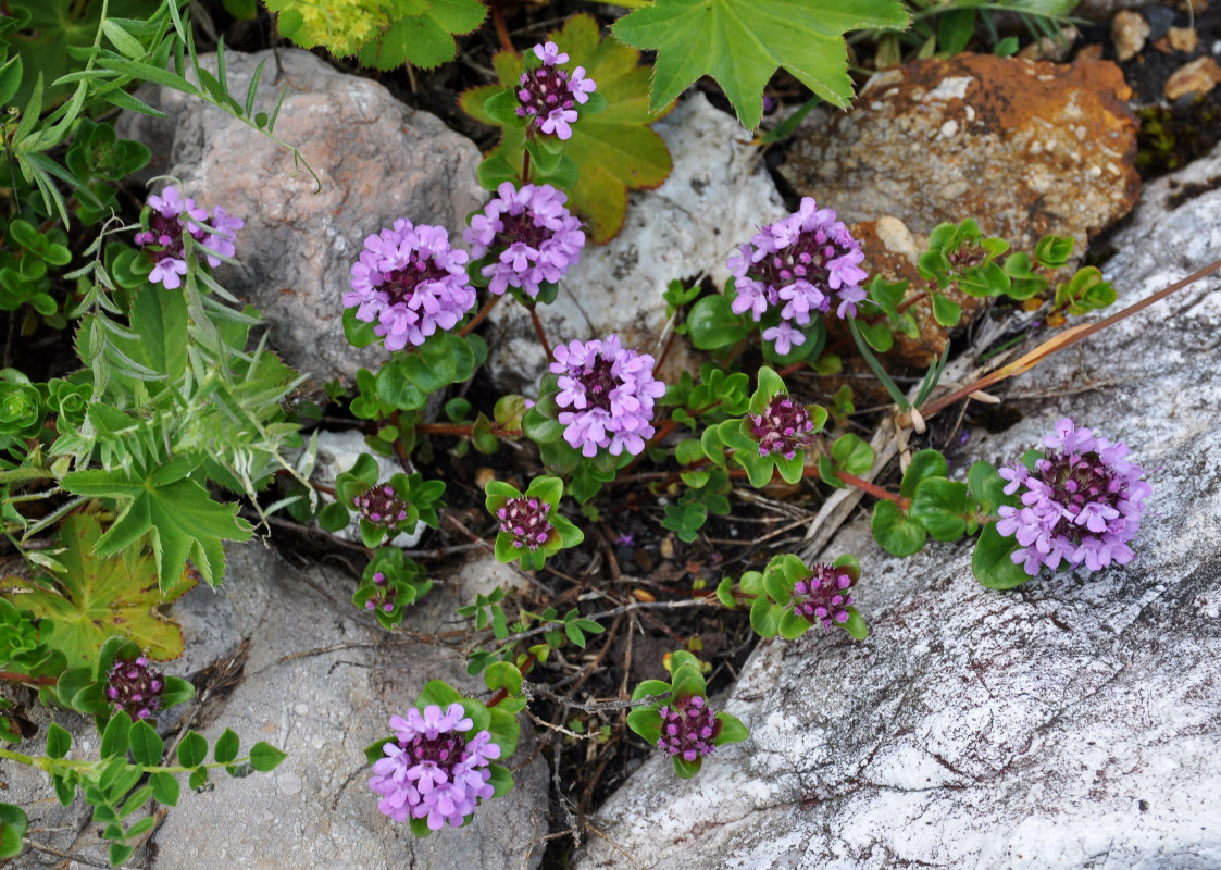 Изображение особи род Thymus.