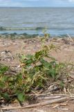 Persicaria lapathifolia. Цветущее растение. Ленинградская обл., Ломоносовский р-н, окр. пос. Лебяжье, побережье Финского залива, песчаный пляж. 27.08.2017.