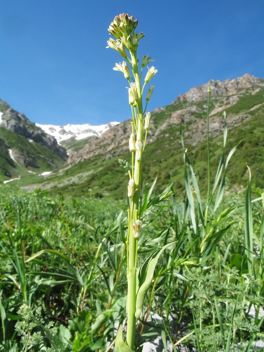 Изображение особи Turritis glabra.