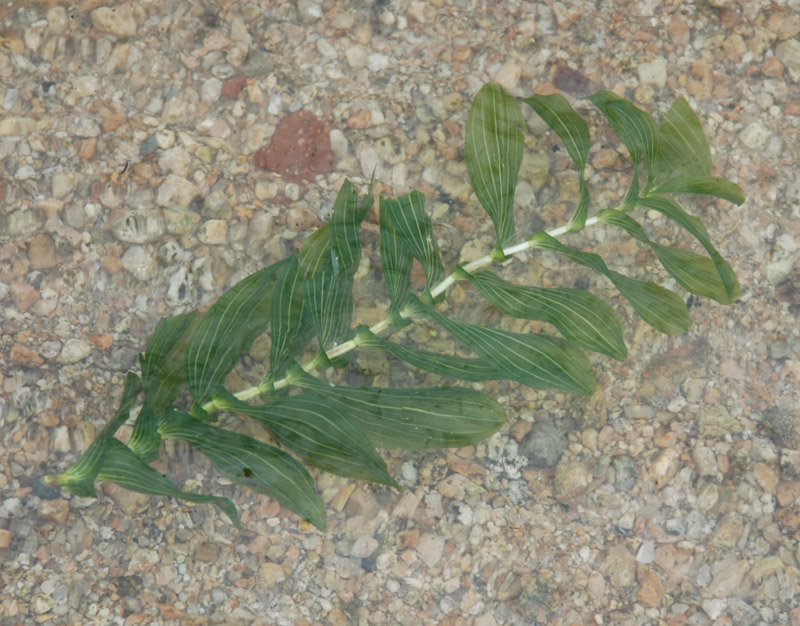 Image of Potamogeton perfoliatus specimen.