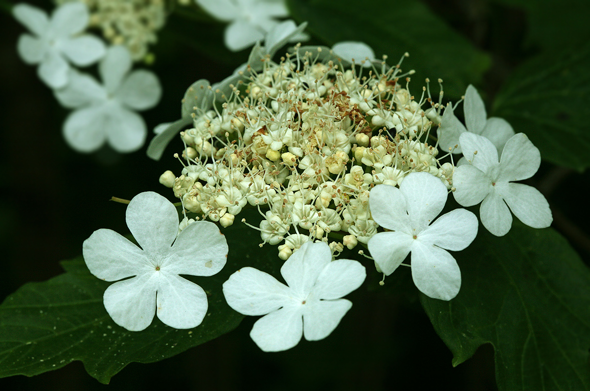 Image of Viburnum opulus specimen.