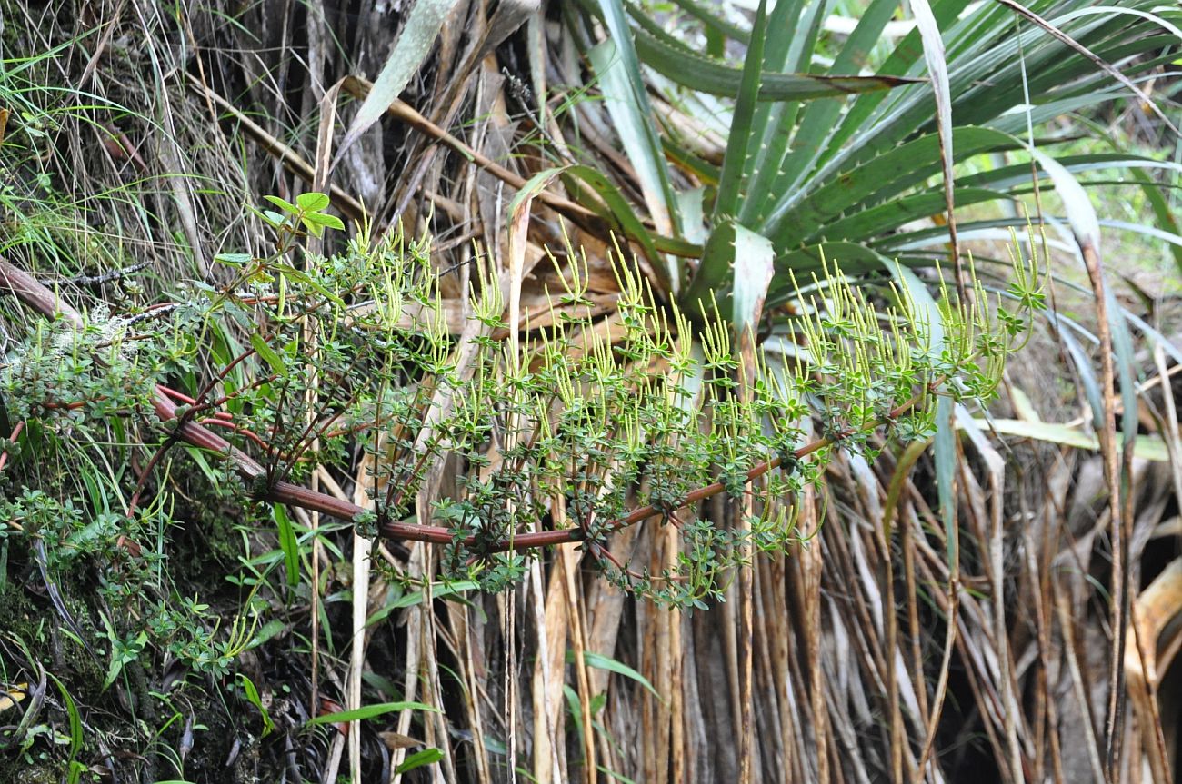 Image of genus Peperomia specimen.