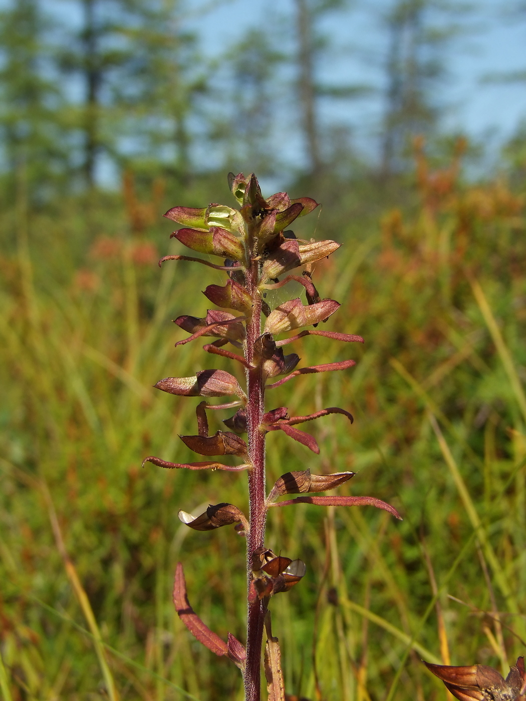 Изображение особи Pedicularis labradorica.