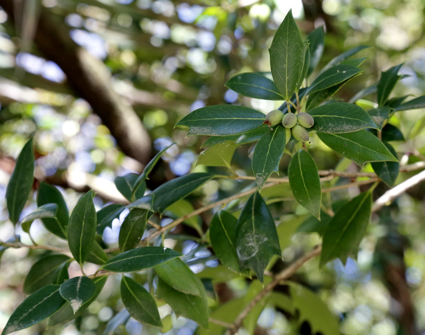 Image of Osmanthus × fortunei specimen.
