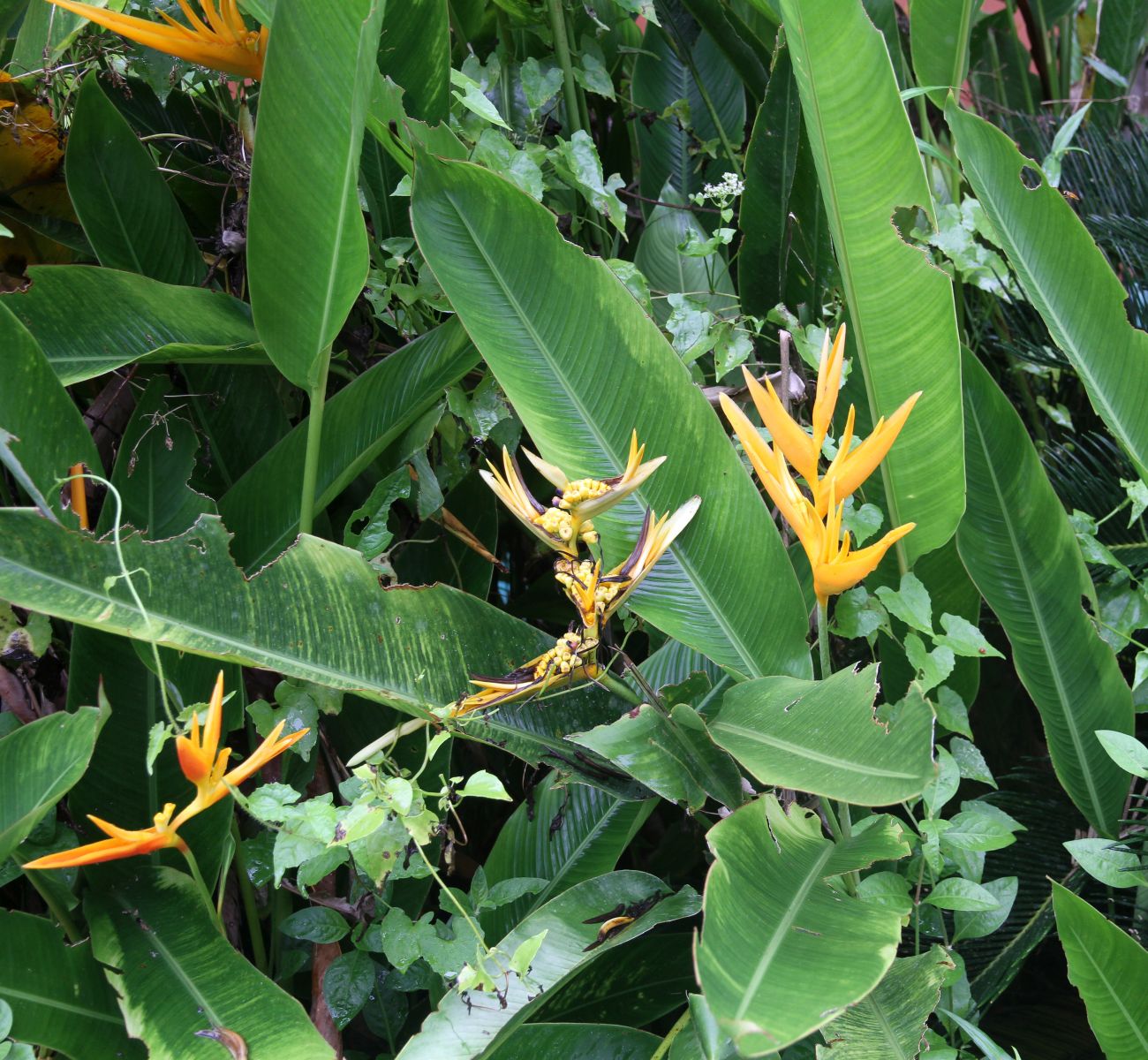 Image of genus Heliconia specimen.