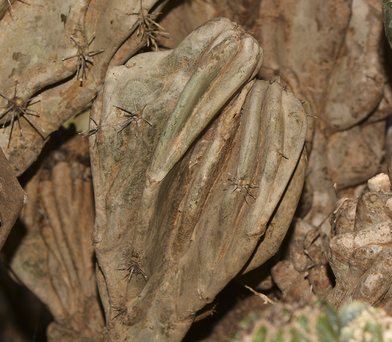 Image of Cereus peruvianus var. monstrosus specimen.