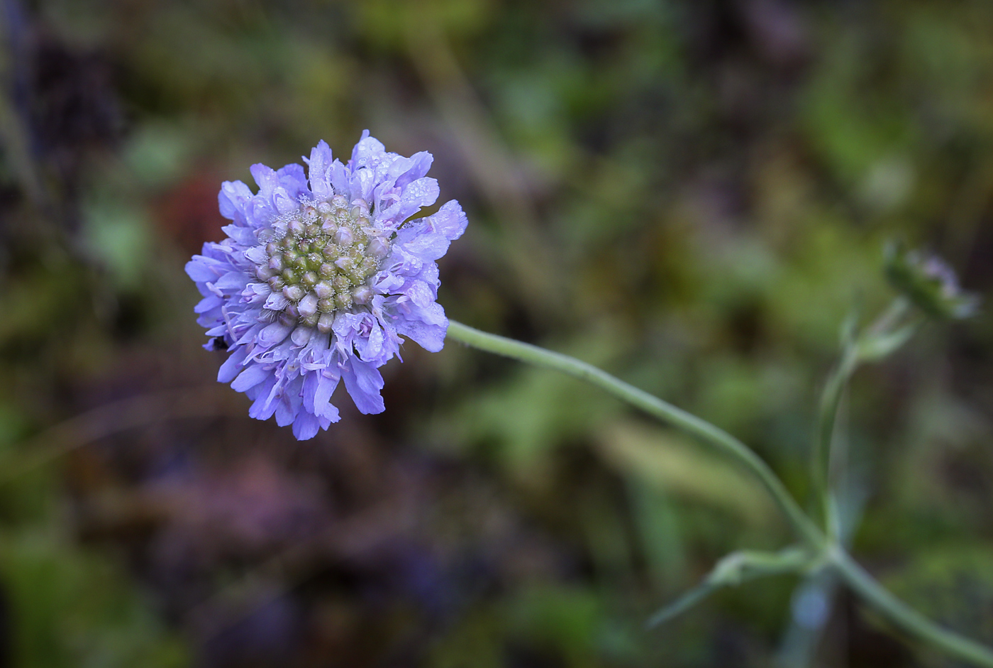 Image of Knautia arvensis specimen.