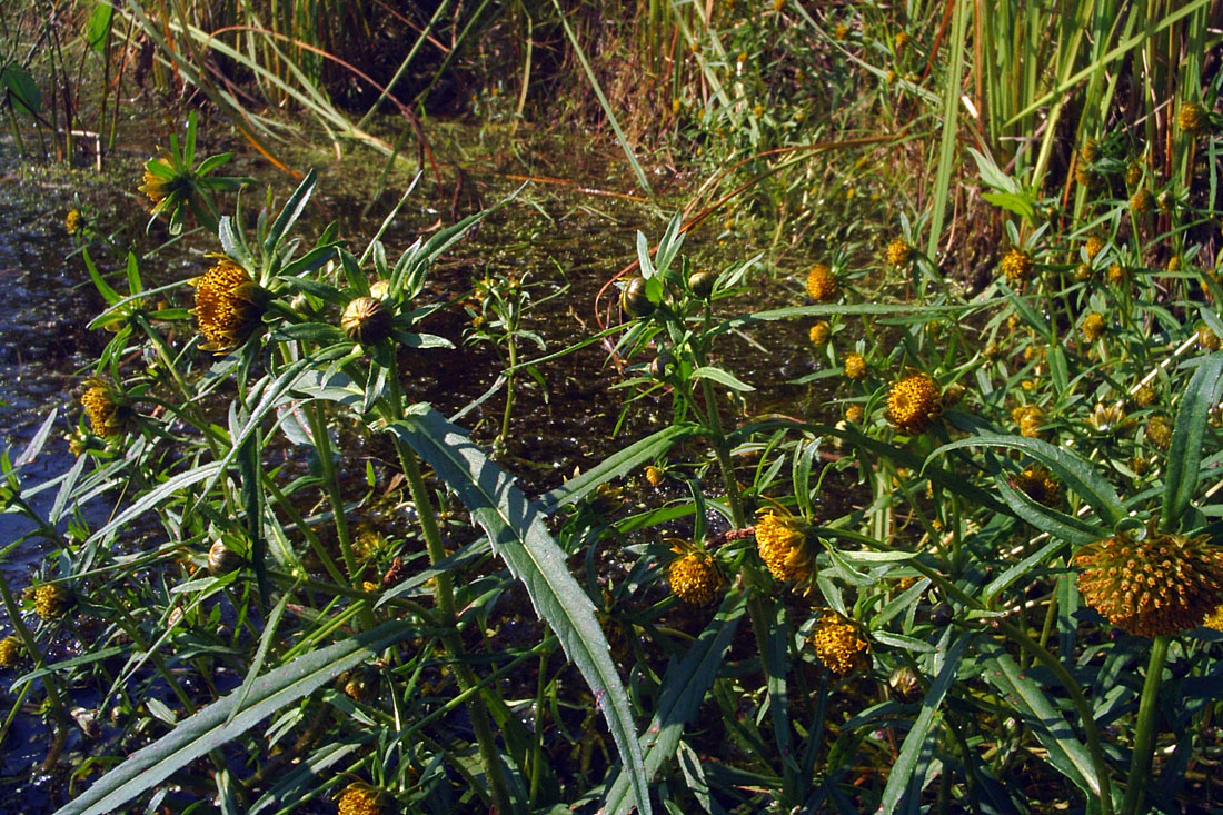 Image of Bidens cernua specimen.