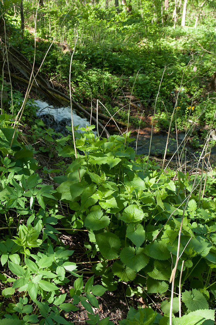 Image of Lunaria rediviva specimen.