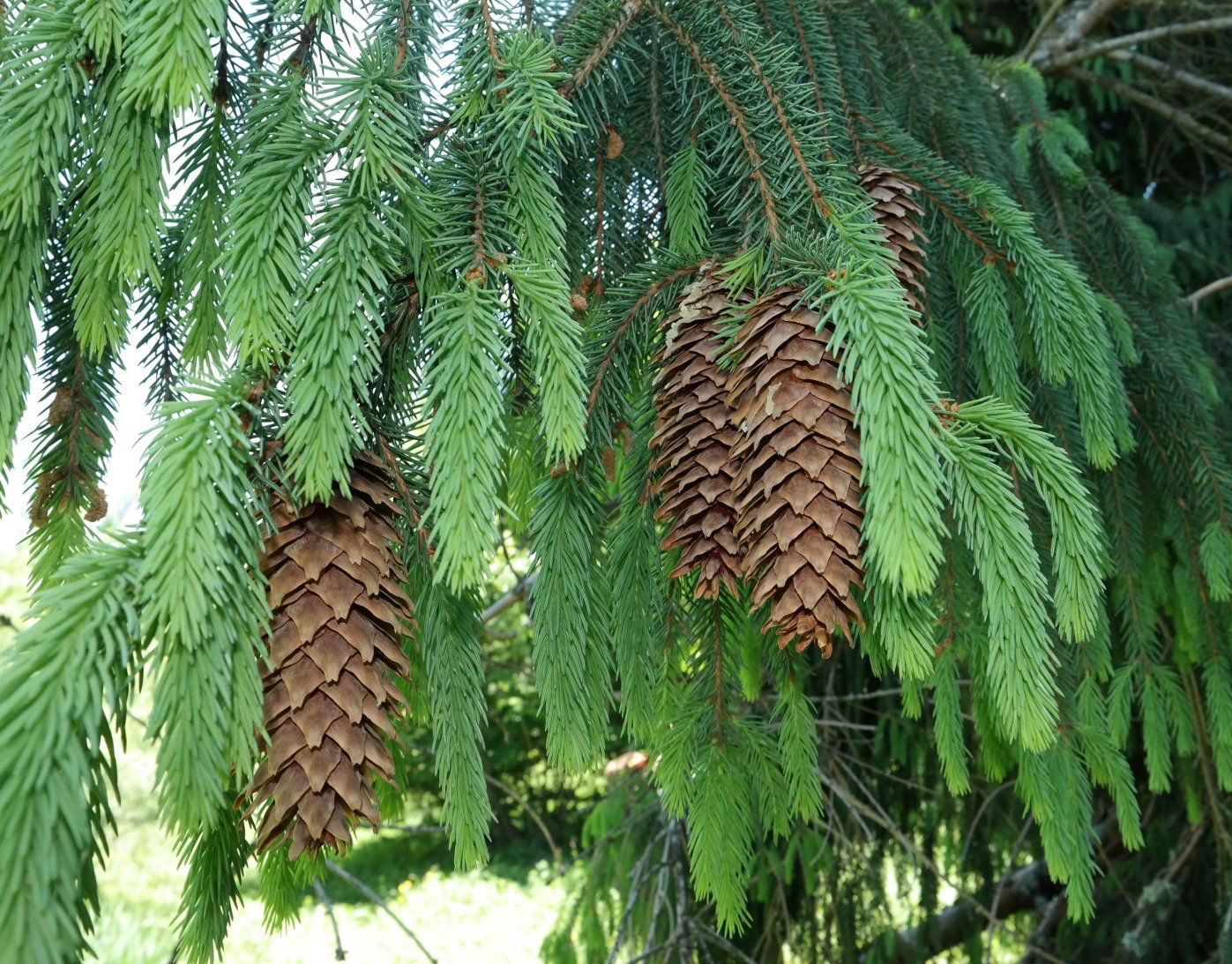 Image of Picea abies specimen.