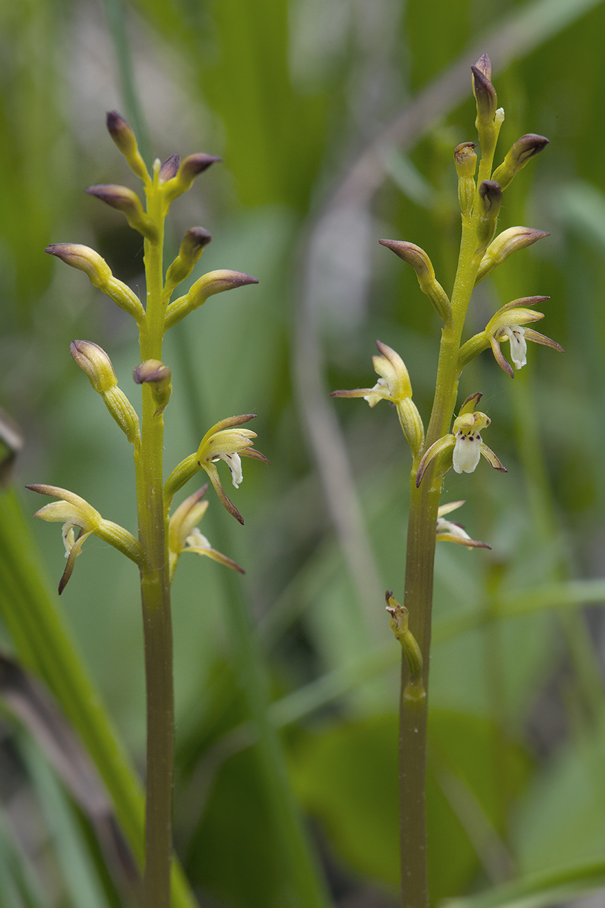 Изображение особи Corallorhiza trifida.