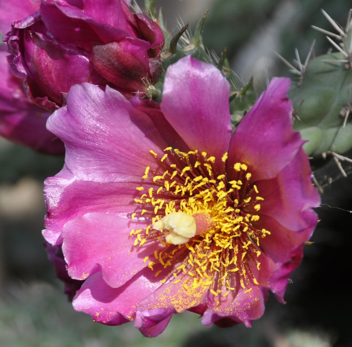 Image of Cylindropuntia imbricata specimen.