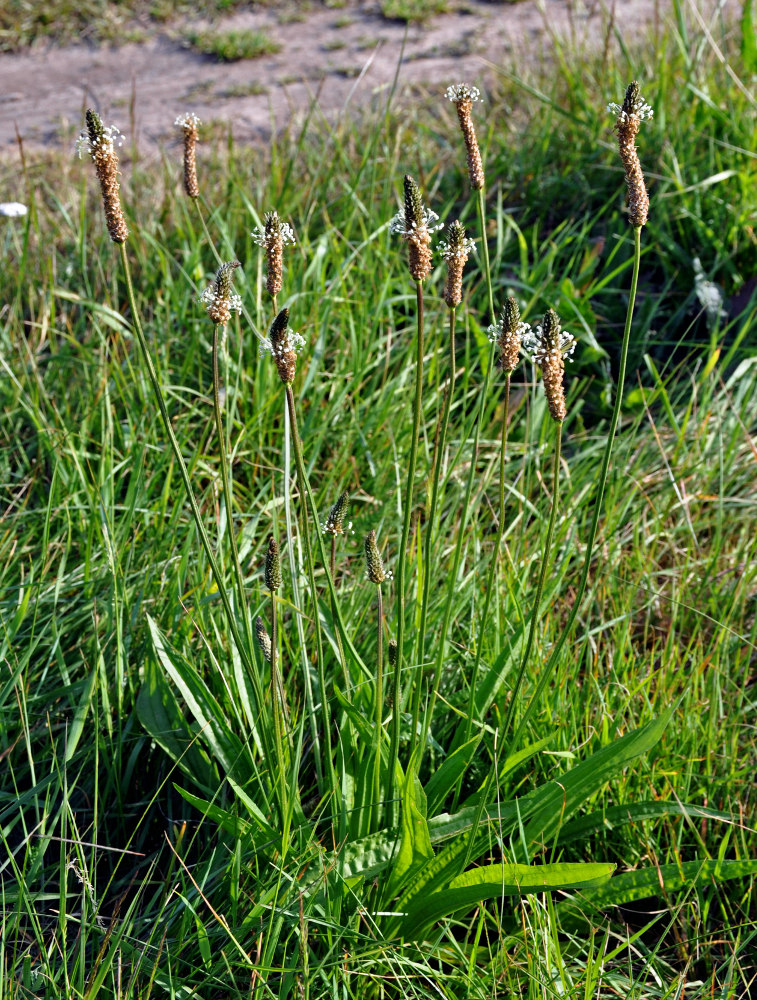 Image of Plantago lanceolata specimen.