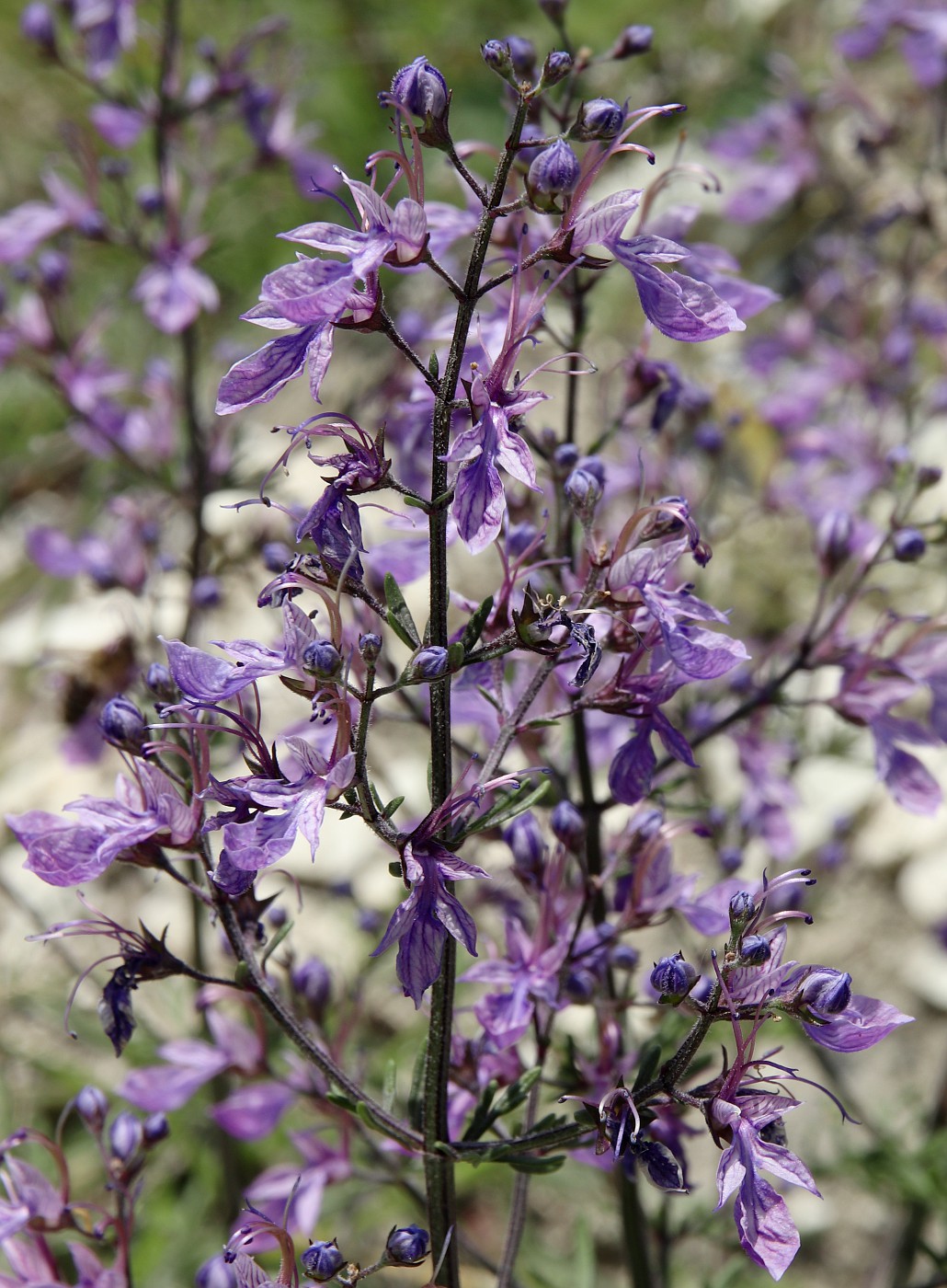 Изображение особи Teucrium orientale.