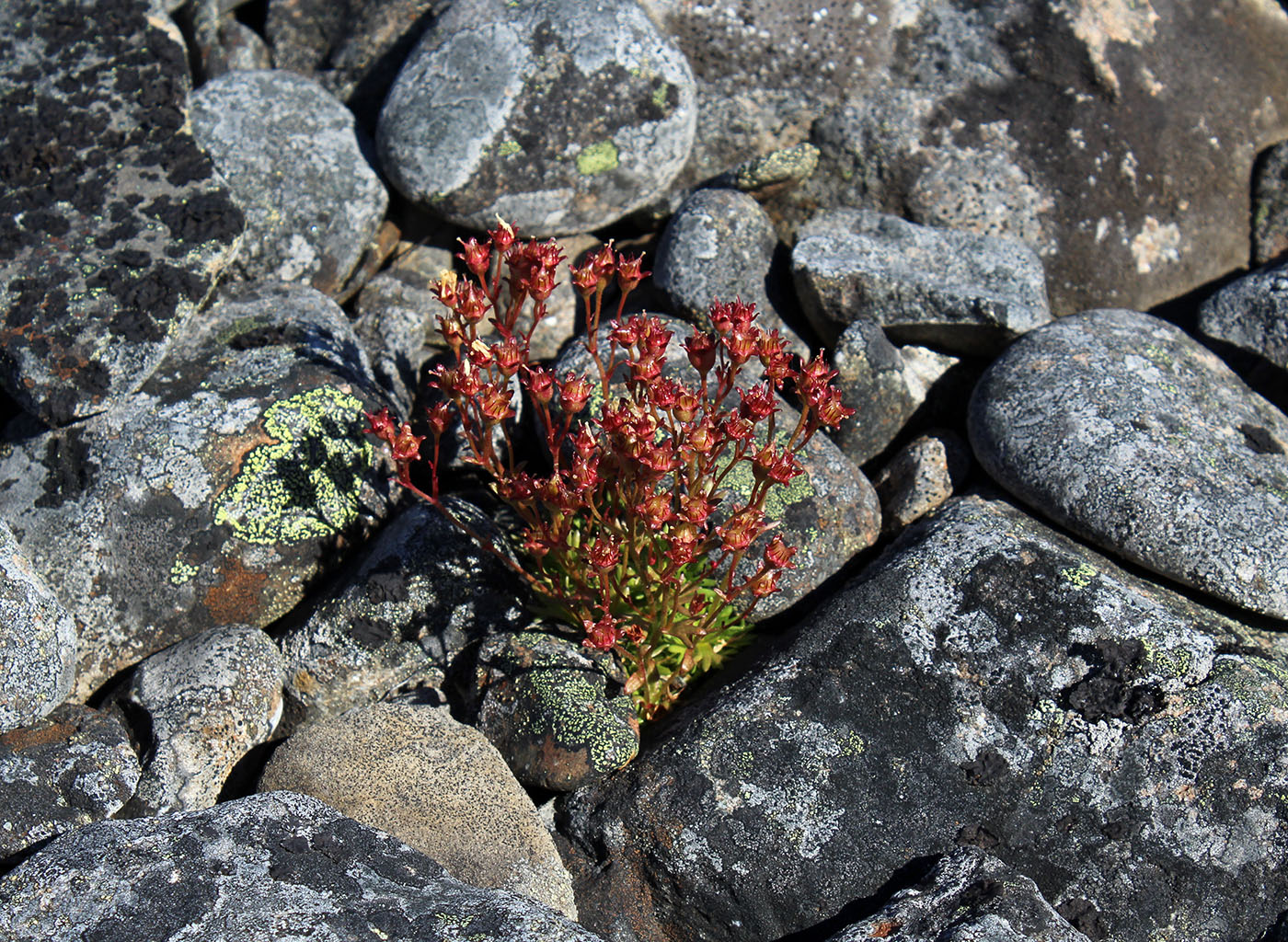 Image of Saxifraga cespitosa specimen.