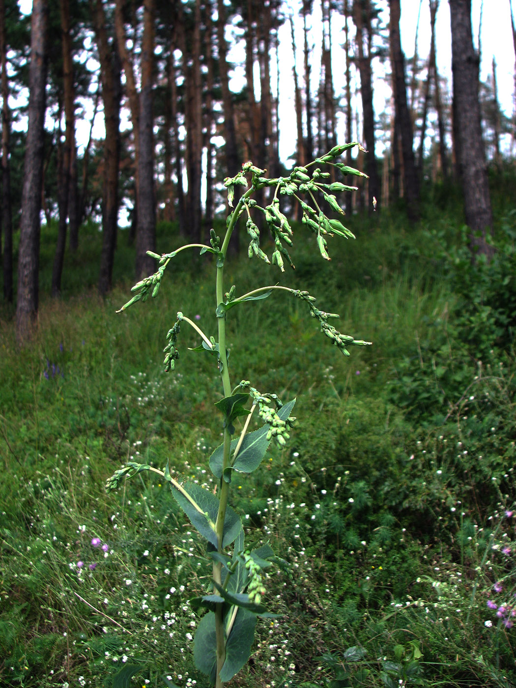 Image of Lactuca serriola specimen.