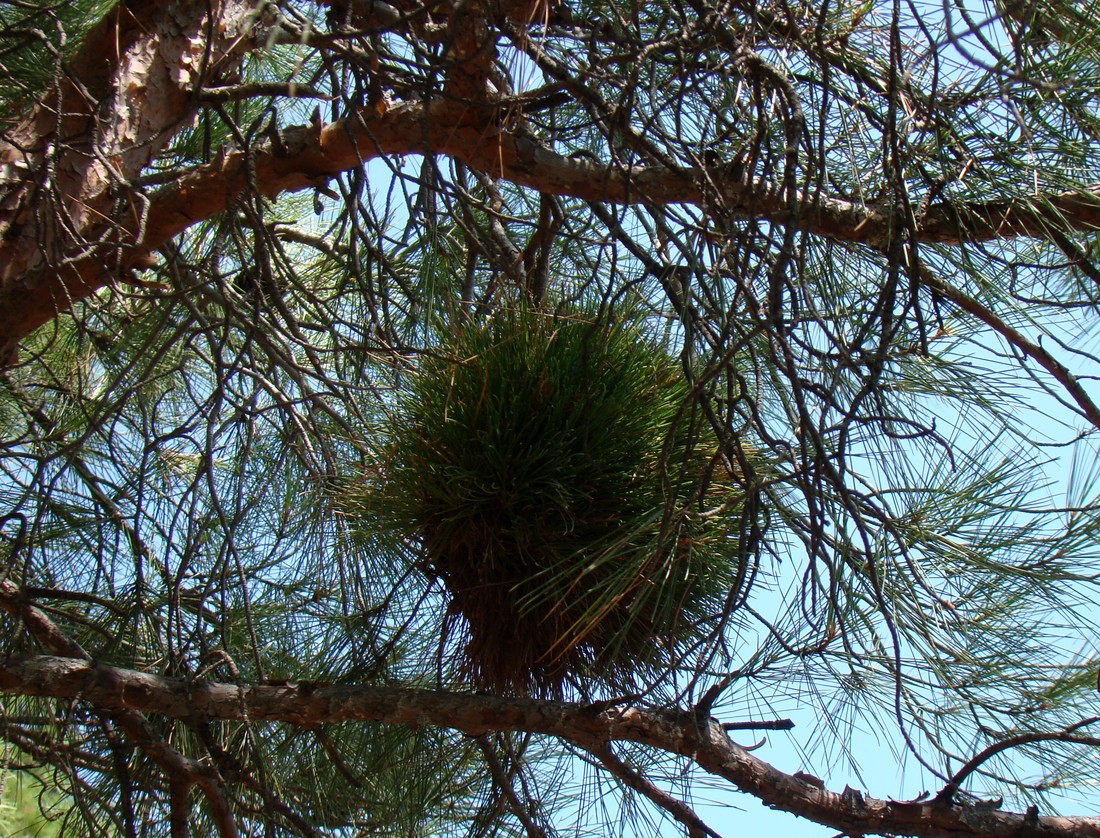 Image of Pinus pityusa specimen.