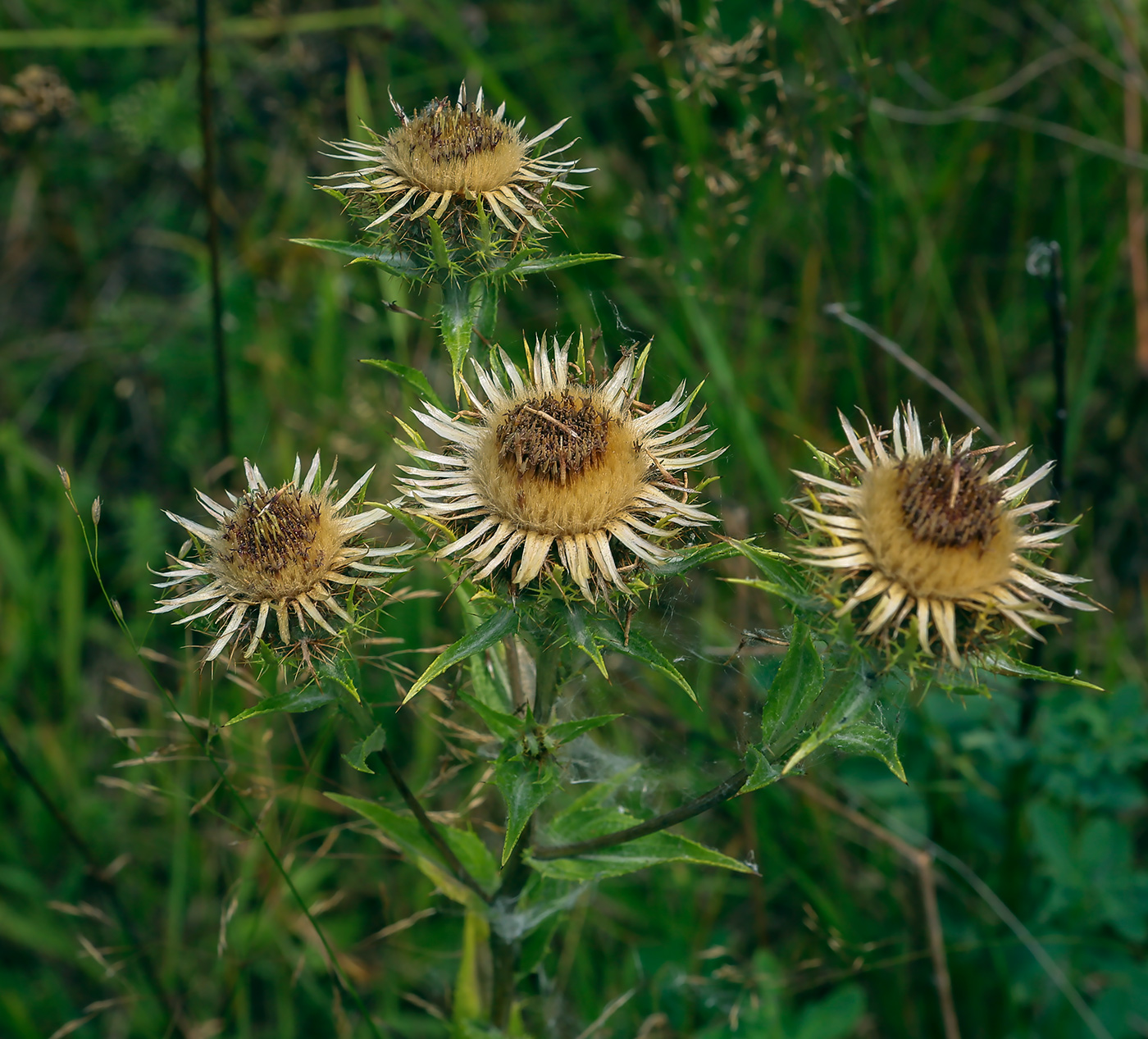 Image of Carlina vulgaris specimen.