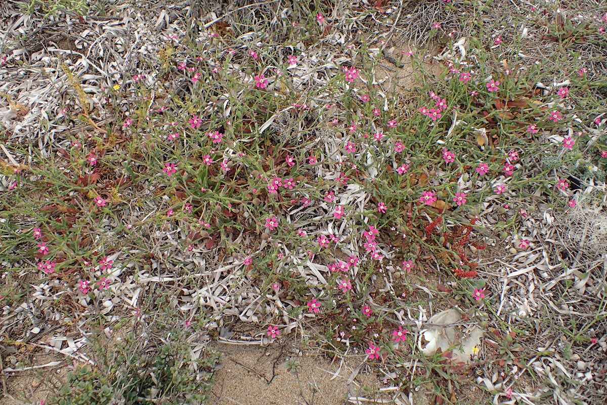 Image of Pleconax sartorii specimen.