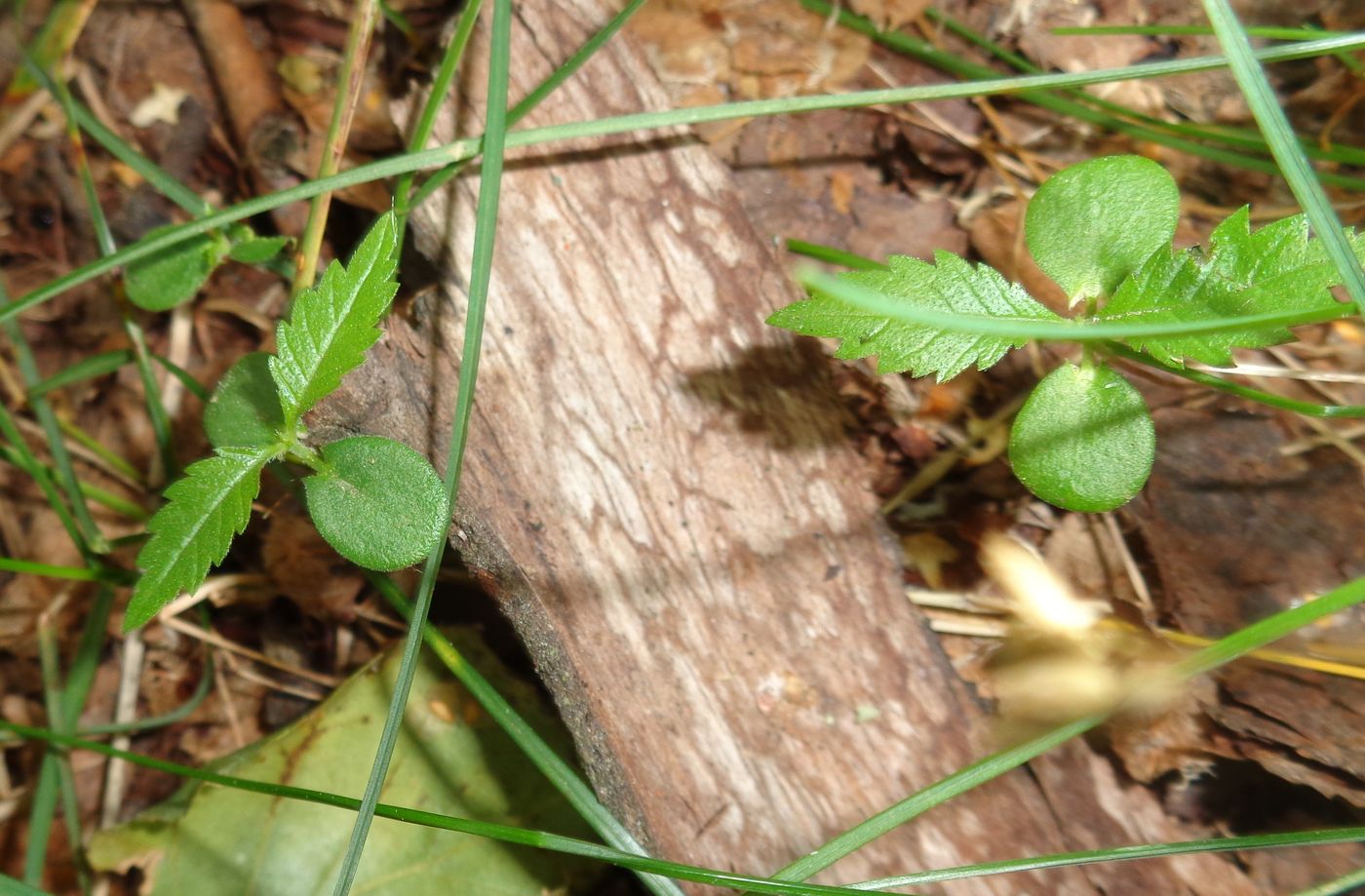 Изображение особи Ulmus glabra.