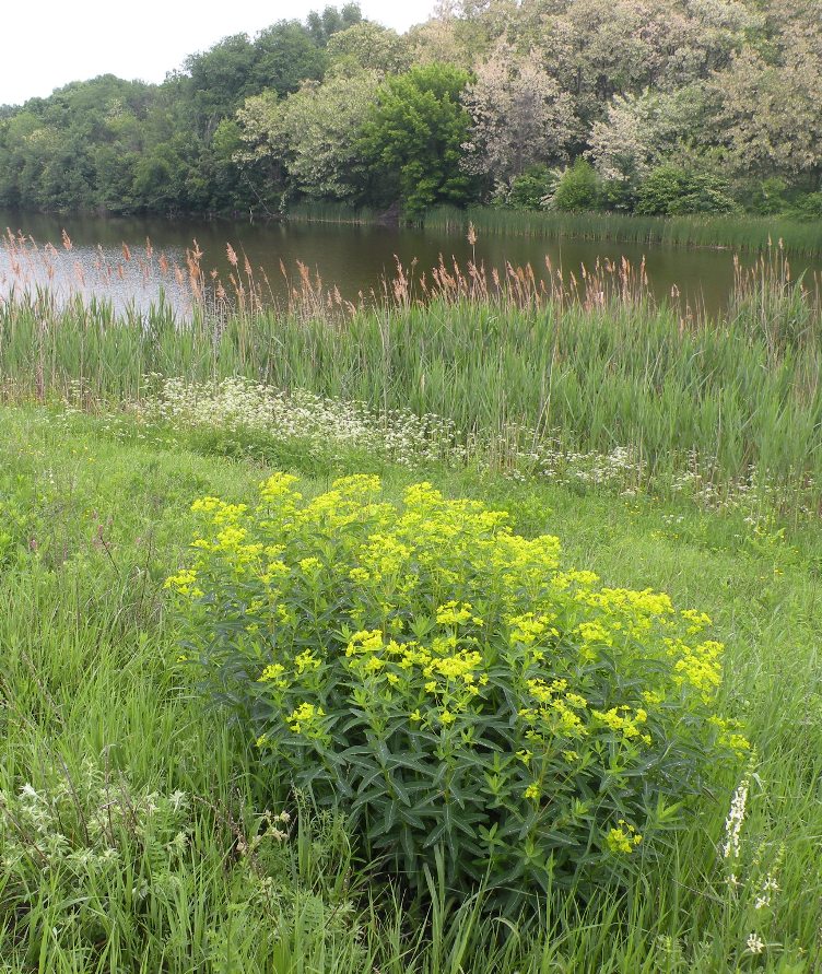 Изображение особи Euphorbia semivillosa.