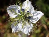 Nigella damascena