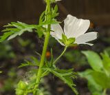 Malva moschata