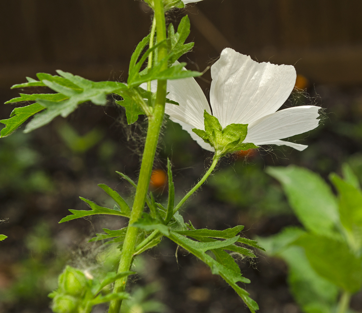 Image of Malva moschata specimen.
