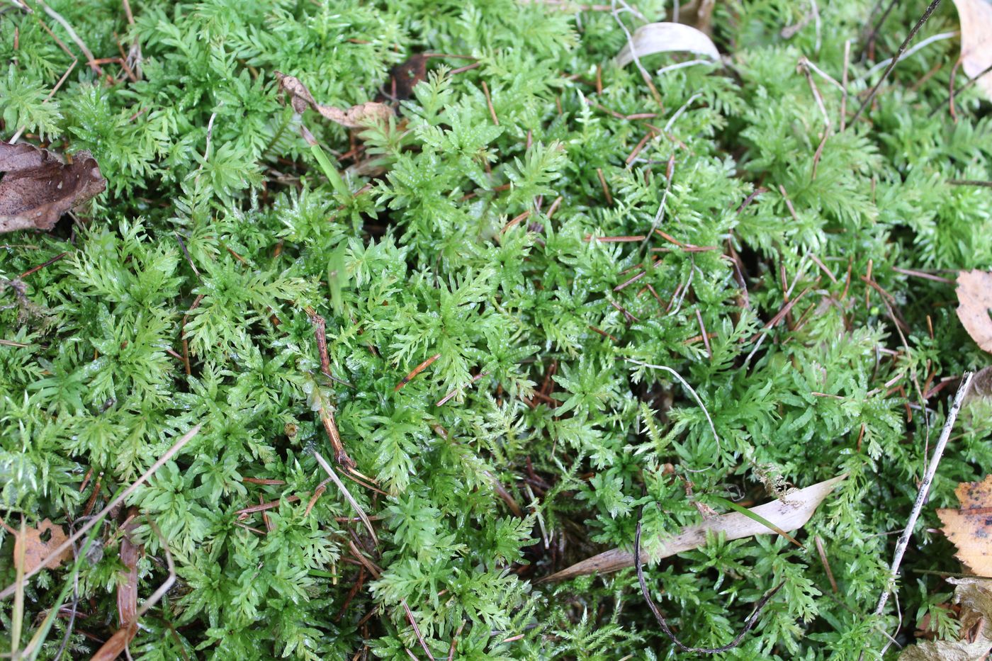 Image of Plagiomnium undulatum specimen.