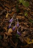 Crocus speciosus