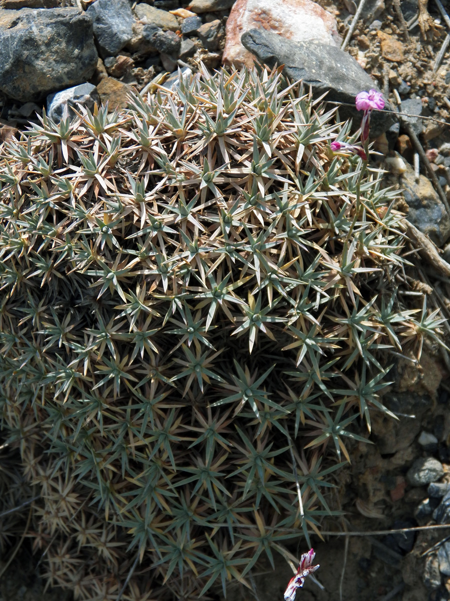 Image of Acantholimon tataricum specimen.