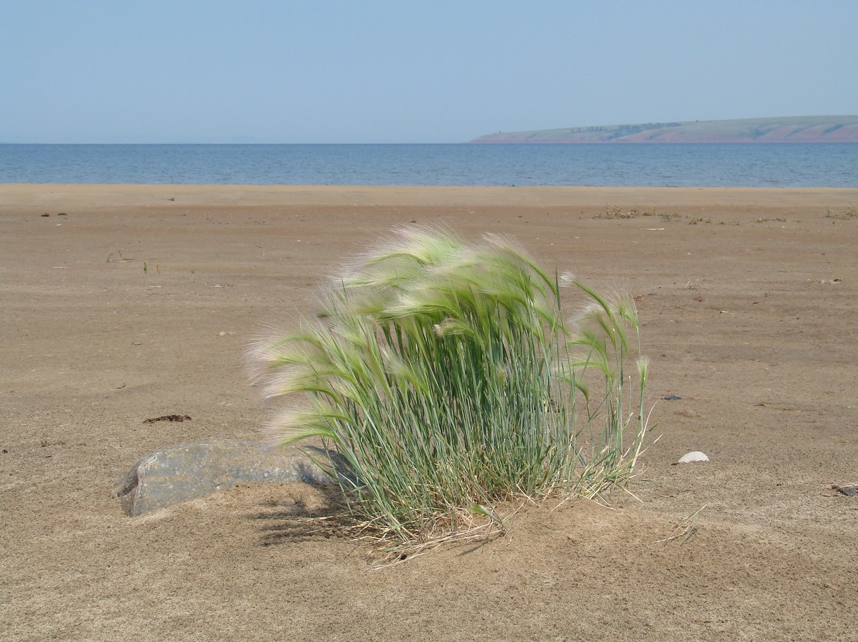 Image of Hordeum jubatum specimen.