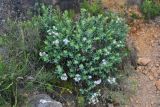 Lobostemon glaucophyllus