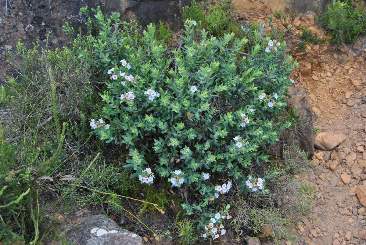 Изображение особи Lobostemon glaucophyllus.