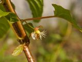 Actinidia kolomikta. Часть побега с отцветающим цветком и листьями. Пермский край, пос. Юго-Камский, частное подворье, в культуре. 1 июля 2018 г.