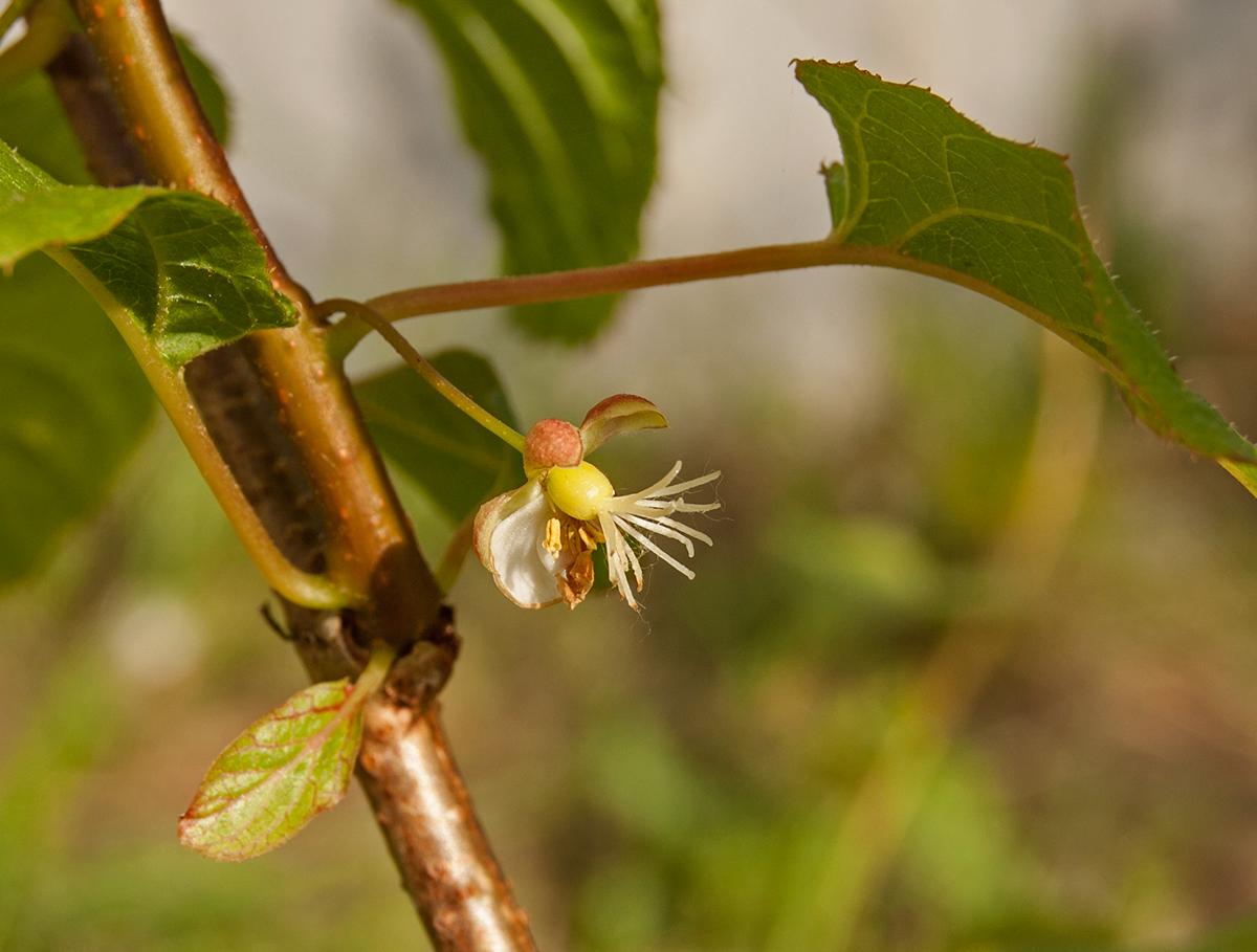 Изображение особи Actinidia kolomikta.