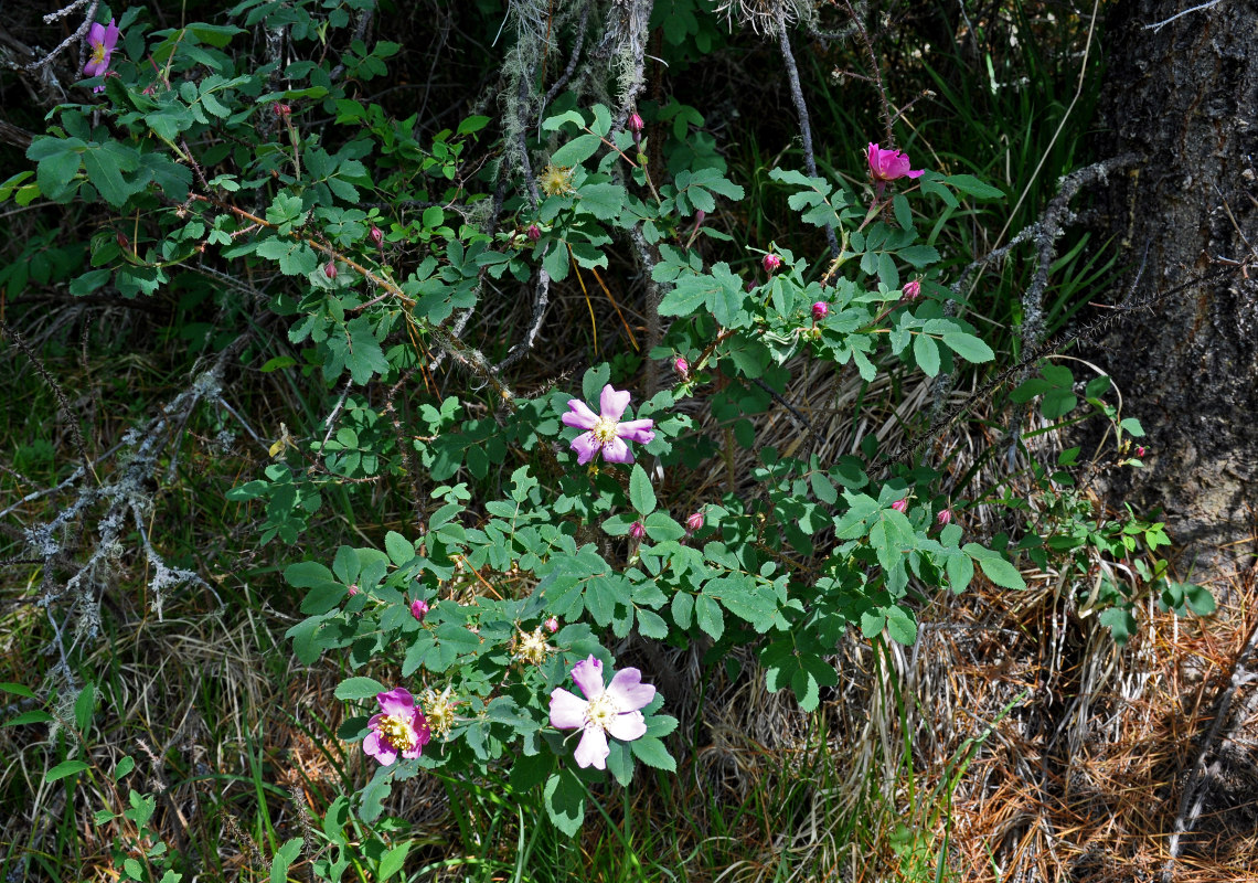 Image of Rosa acicularis specimen.