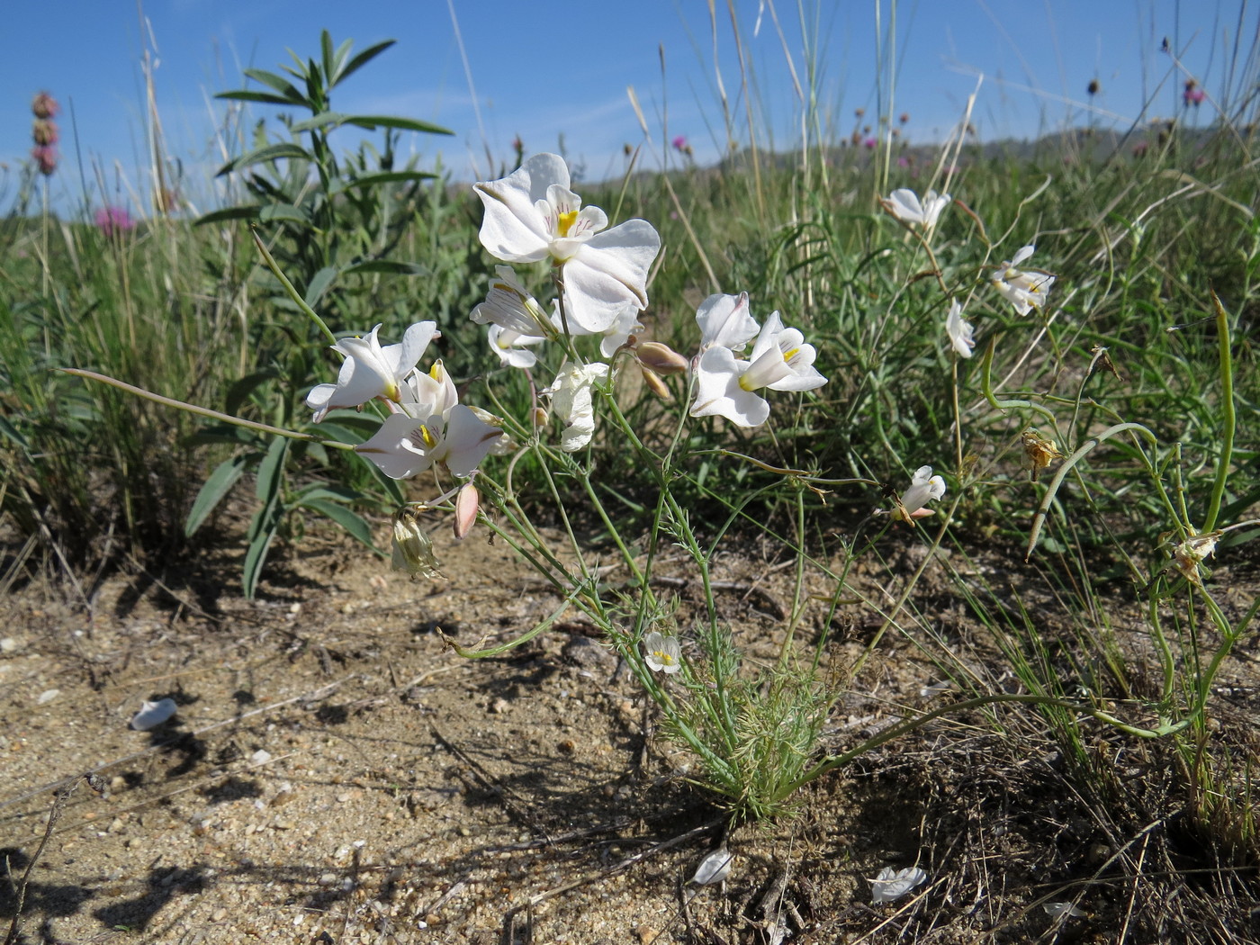 Image of Hypecoum lactiflorum specimen.