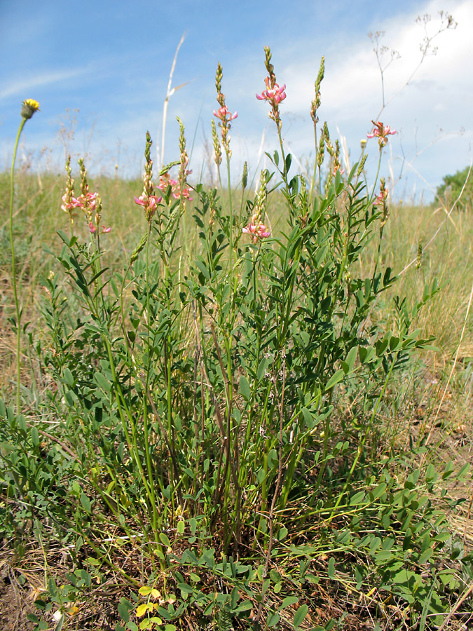 Image of Onobrychis arenaria specimen.