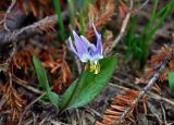 Erythronium sibiricum