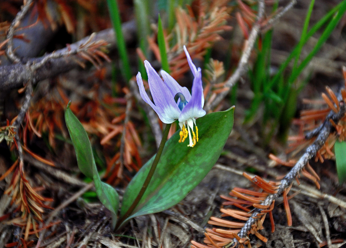 Изображение особи Erythronium sibiricum.