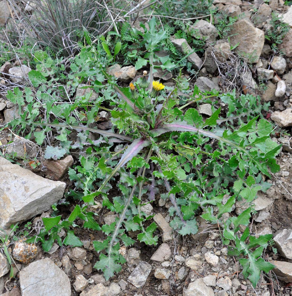 Изображение особи род Sonchus.